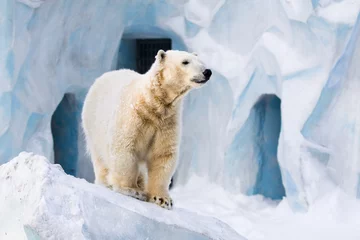Washable wall murals Icebear Polar bear in Zoo