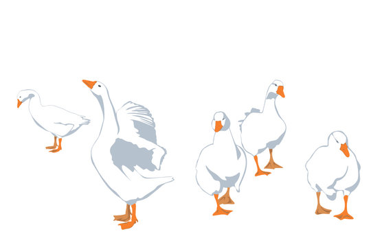 flock of geese, vector illustration