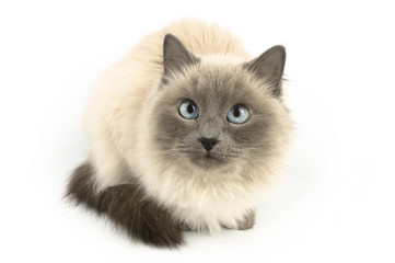 Furry cat