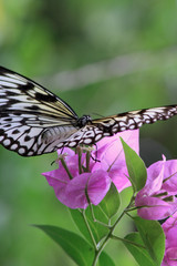 Weiße Baumnymphe (Idea leuconoe)