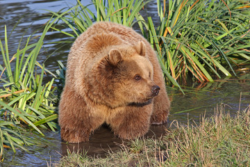 Braunbär