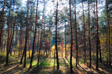 Autumn wood of Svjatogorsk