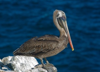 Galapagos Brown Pelican (Pelecanus occidentalis thagus)