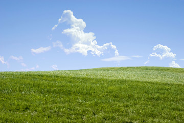 Green grass hills