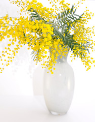 vaso di mimosa selvatica