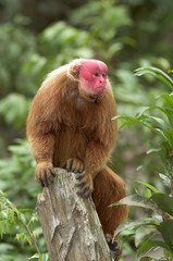 Red Uakari monkey