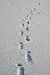fussabduck im schnee