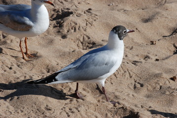 oiseau marin