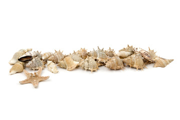 Fototapeta premium Sea shells