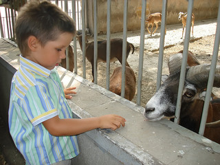 Boy in zoo.
