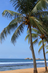 Palmier sur la plage