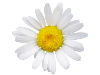 Naklejka premium rumianek