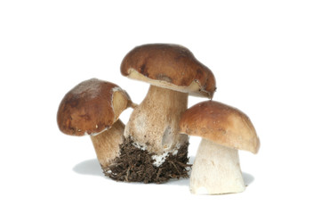 white mushrooms are on a white background