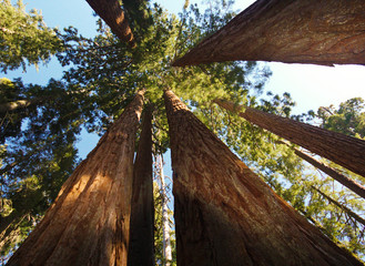 Sequoia trees