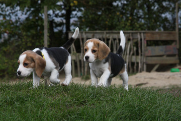 Beagle-Welpen