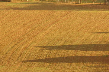 agriculture