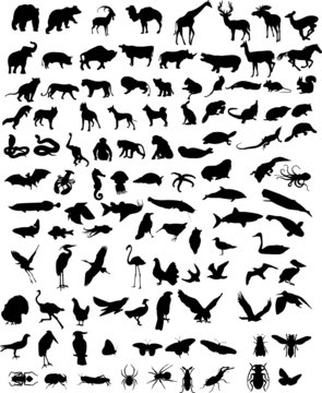 Vector silhouettes of animals (mammals, birds, fish, insects)