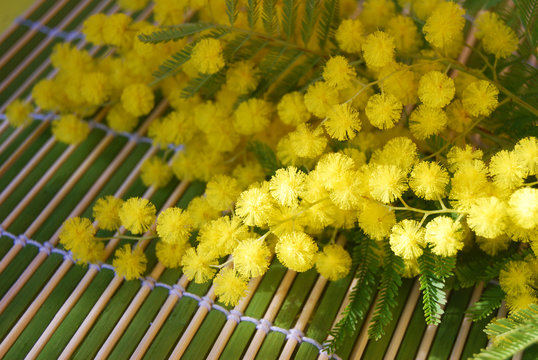 Branche de Mimosa au soleil