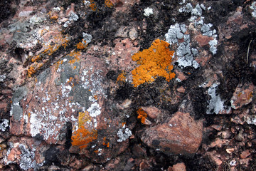 Orange and grey lichens on a rock face in California, USA