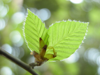 ブナの芽吹き