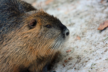 Nutria