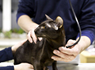 veterinary examination