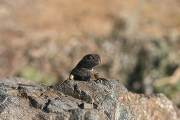 Lizard in California