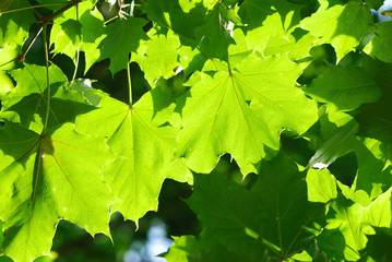 Green leaves background