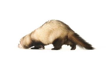 Ferret isolated on a white background walking