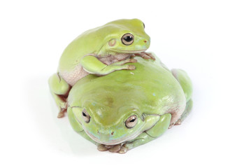 two frogs