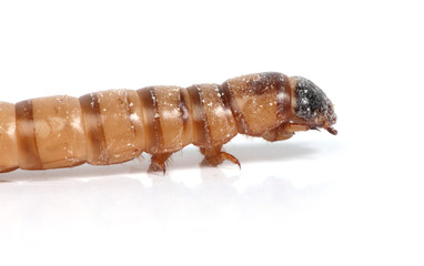 mealworm