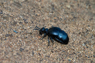 Black blister beetle