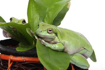 two frogs