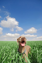 a dog in a green wheat field - 11972428