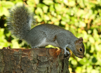 Grey Squirrel