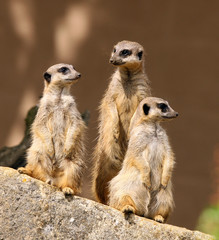 Meercats