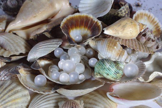shell and pearl
