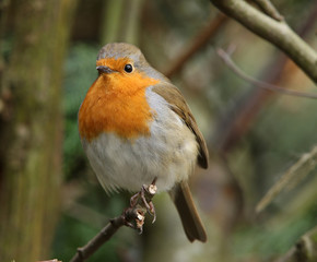 Robin in Autumn