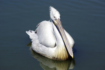 Pelican swimming in lake and looking for fish.