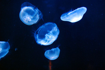 Naklejka na ściany i meble meduzy w akwarium