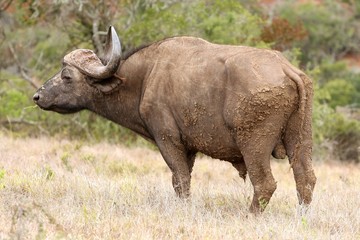 Obraz premium Buffalo Bull