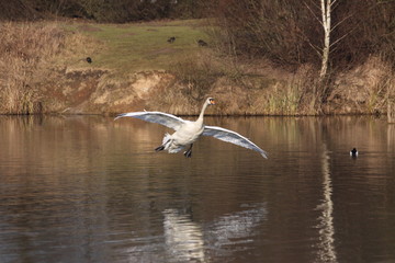 Landender Schwan