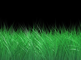 High detailed grass texture