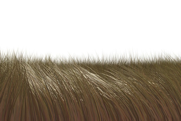 Hair isolated on white