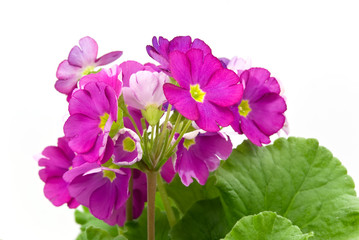 primeln im topf-freigestellt