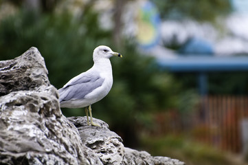 Seagul on some rocks