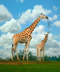 Foto op Plexiglas Giraf Giraffe