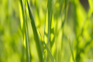 grass