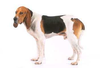 la pose de profil pour le chien d'artois en studio