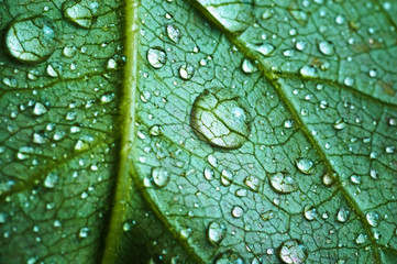 beautiful leaf with drops